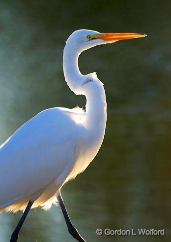 Backlit Egret_26370.jpg - Great Egret (Ardea alba) photographed near Breaux Bridge, Louisiana, USA.